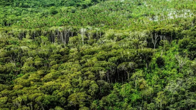 Imagem ilustrativa da notícia Recuperação de florestas pode render R$ 13 bilhões ao Pará