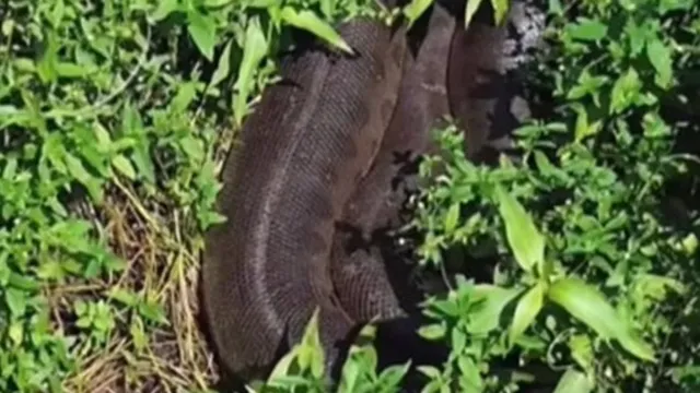 Imagem ilustrativa da notícia Vídeo: fotógrafo encontra sucuri gigante “camuflada” em mato