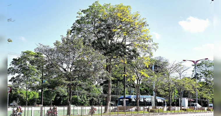 Imagem ilustrativa da notícia Florada de ipês dá um maior colorido à capital paraense