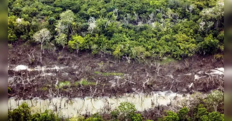 Imagem ilustrativa da notícia Cúpula da Amazônia buscará meta comum de desmatamento