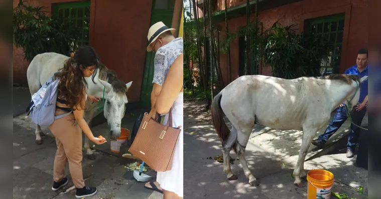 Imagem ilustrativa da notícia Vídeo: cavalo ferido é abandonado em área central de Belém