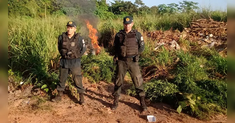 Imagem ilustrativa da notícia PM destrói quase 5 mil pés de maconha em Marapanim