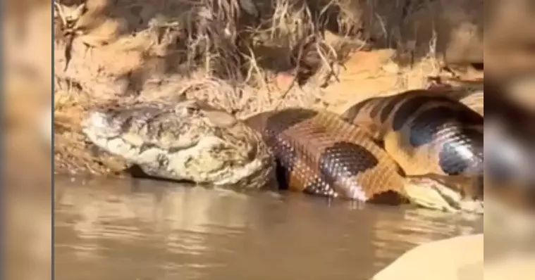 Imagem ilustrativa da notícia Sucuri gigante é flagrada dando 'abraço mortal" em jacaré 