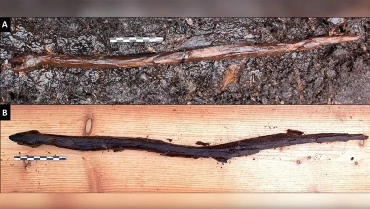 Imagem ilustrativa da notícia Cajado de 4400 anos em forma de cobra é achado na Finlândia
