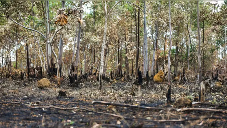 Imagem ilustrativa da notícia Alertas de desmatamento batem recorde no Cerrado
