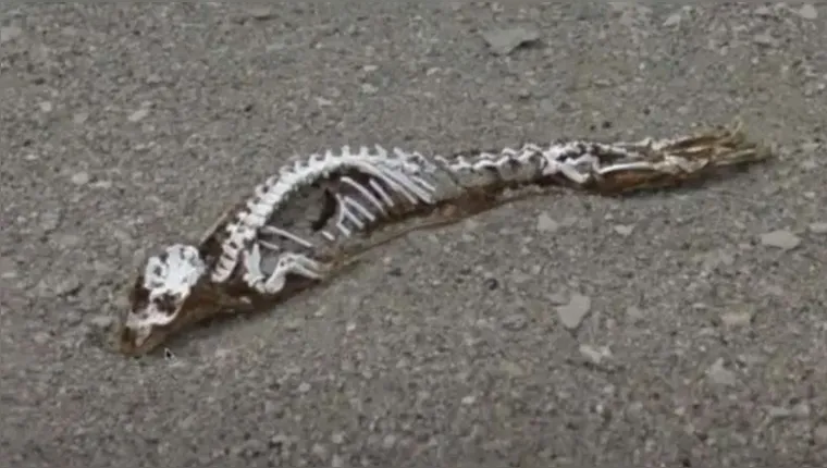 Imagem ilustrativa da notícia Degelo na Antártica revela esqueleto de criatura misteriosa