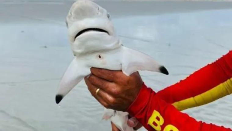 Imagem ilustrativa da notícia Bombeiro captura filhote de tubarão em praia de Salinas