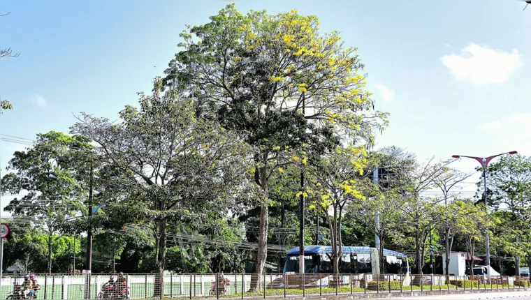 Imagem ilustrativa da notícia Florada de ipês dá um maior colorido à capital paraense