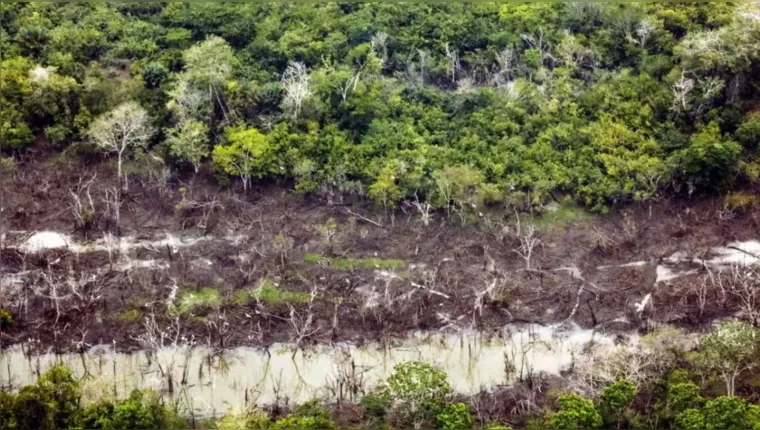 Imagem ilustrativa da notícia Cúpula da Amazônia buscará meta comum de desmatamento