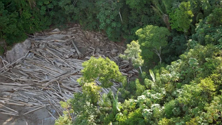 Imagem ilustrativa da notícia Desmatamento às margens de rodovia amazônica é denunciado