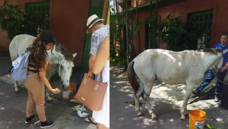 Imagem ilustrativa da notícia Vídeo: cavalo ferido é abandonado em área central de Belém