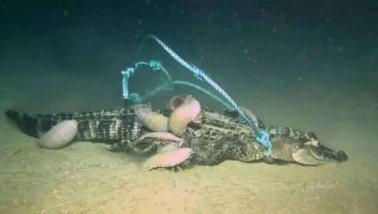 Imagem ilustrativa da notícia Vídeo: 'vermes zumbis' devoraram jacaré no fundo do oceano