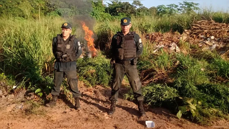 Imagem ilustrativa da notícia PM destrói quase 5 mil pés de maconha em Marapanim