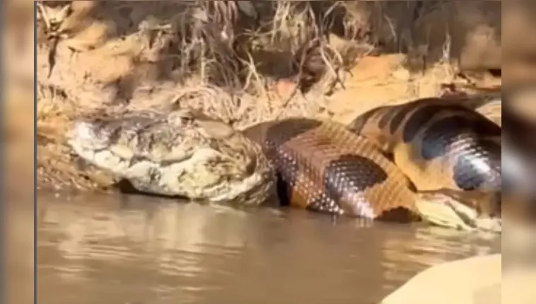 Imagem ilustrativa da notícia Sucuri gigante é flagrada dando 'abraço mortal" em jacaré 