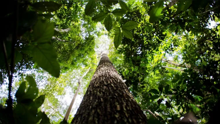 Imagem ilustrativa da notícia Alertas de desmatamento caem 66% na Amazônia em agosto