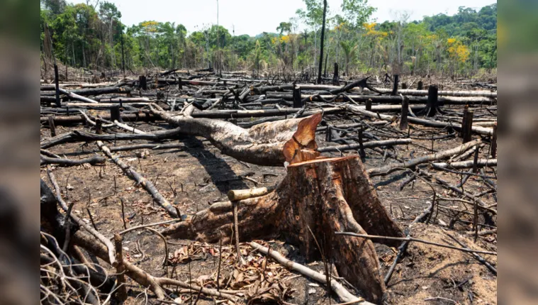 Imagem ilustrativa da notícia Países devem rejeitar proposta de desmatamento zero