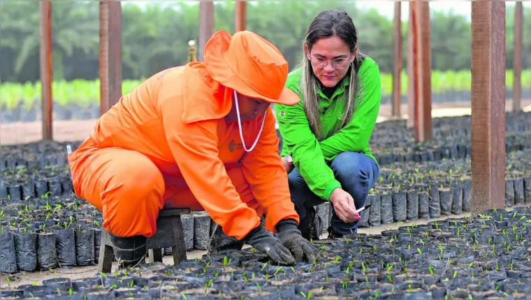 Imagem ilustrativa da notícia Grupo BBF plantará 40 milhões de árvores até 2030