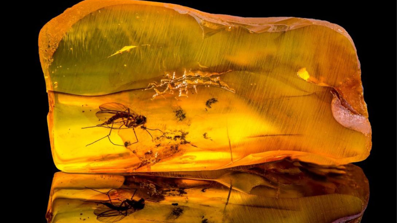 Giant fly found trapped in 34-million-year-old amber • DOL