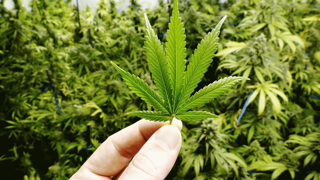 STF retoma julgamento da descriminalização da maconha