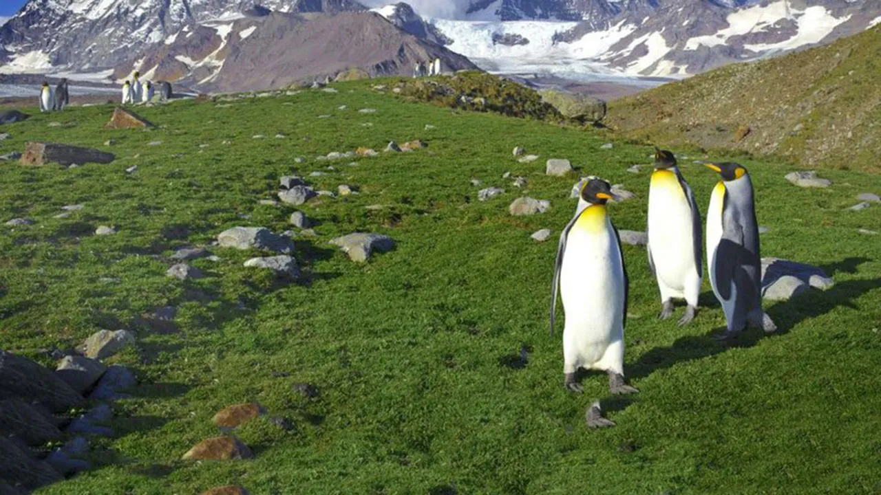 O fenômeno coloca em risco a vida de várias espécies de aves marinhas, como os pinguins.