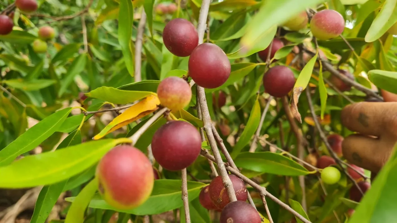 Imagem ilustrativa da notícia: Camu-camu é usada para restauração da floresta amazônica