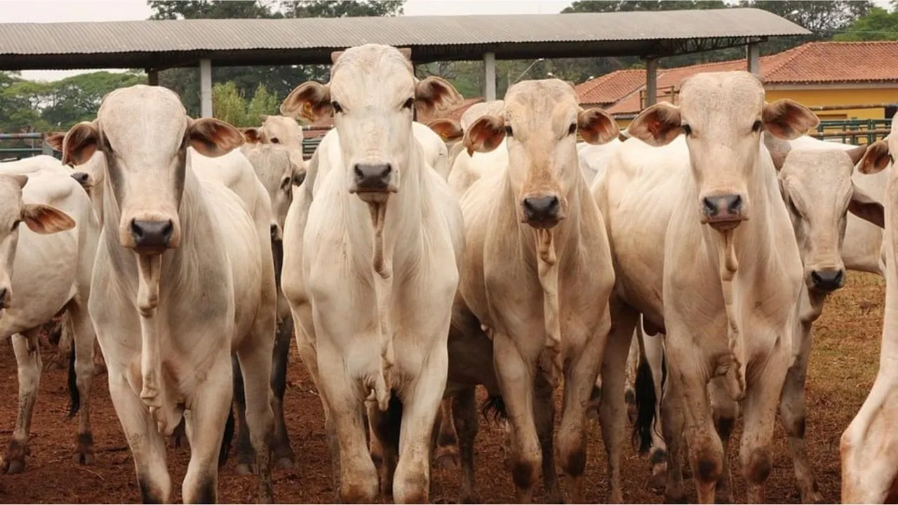 A Expopará 2023 irá apresentar os avanços da pecuária no Pará.