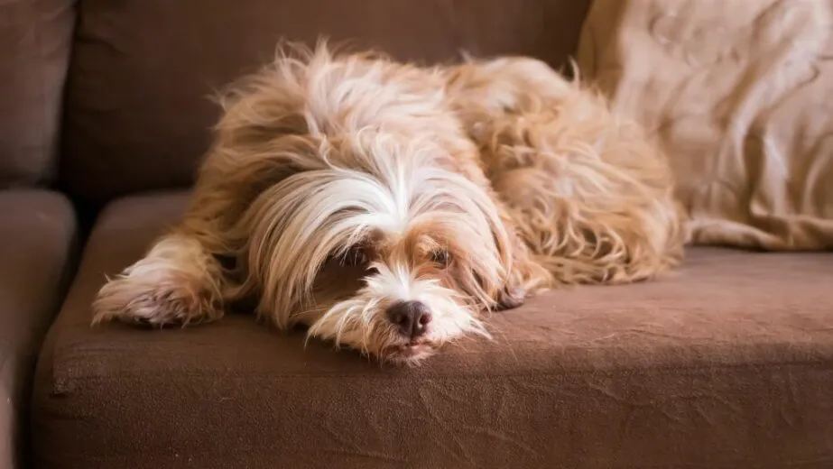 Os cachorrinhos são companheiros para a uma vida toda.