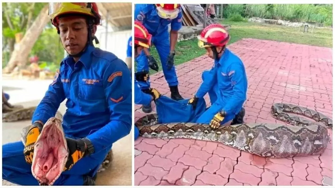Cobra gigante assustou moradores de vilarejo na Malásia