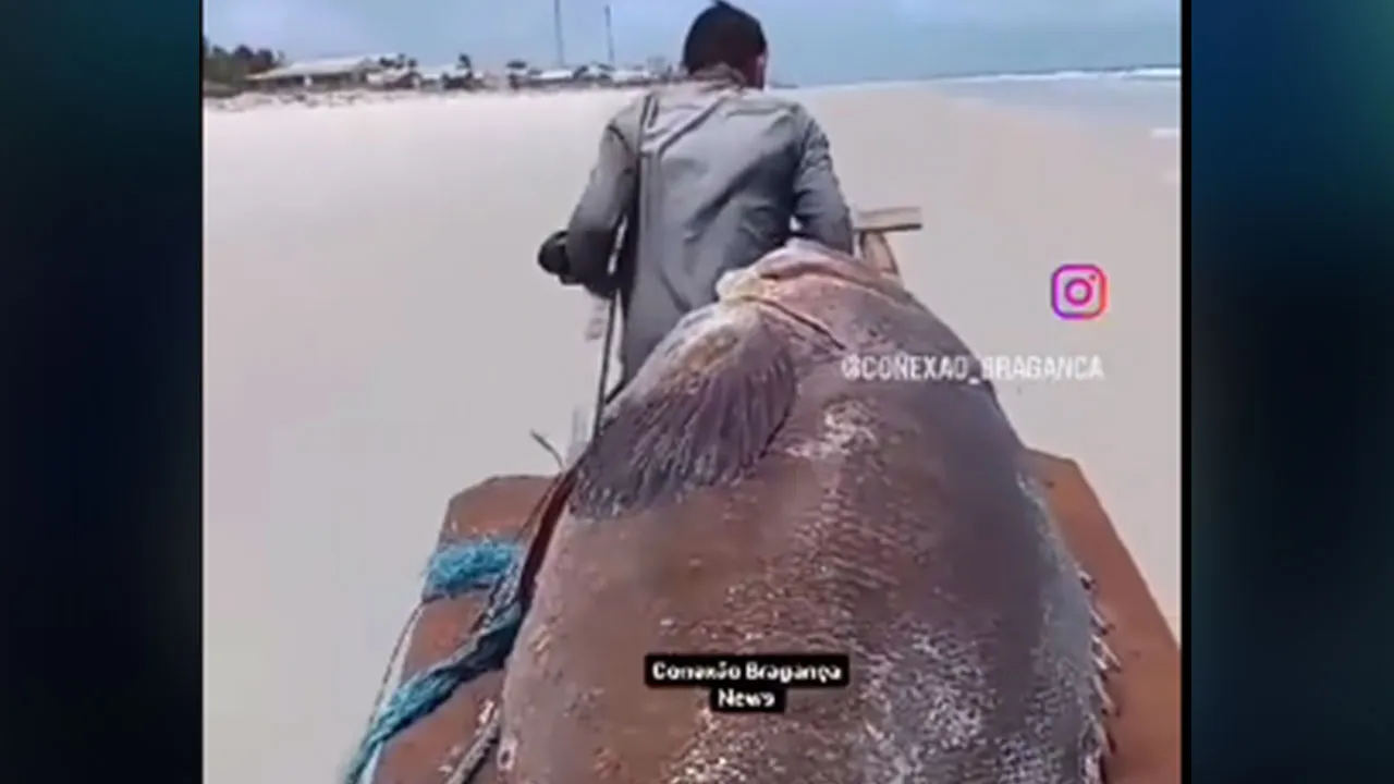 Imagem ilustrativa da notícia: Peixe gigante de quase 300kg surge na praia de Ajuruteua