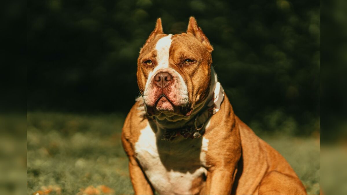 Bane store american bully