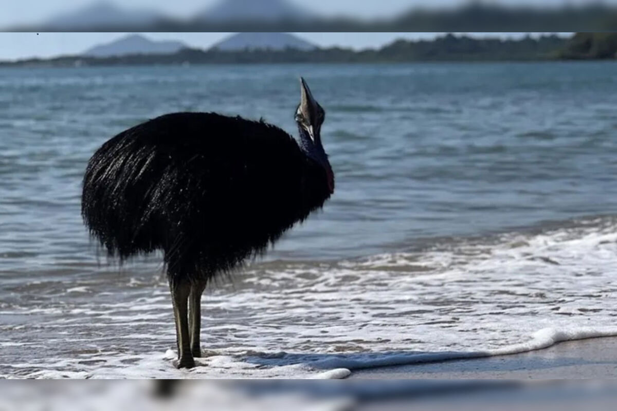 Ave mais perigosa do mundo é flagrada em praia na Austrália
