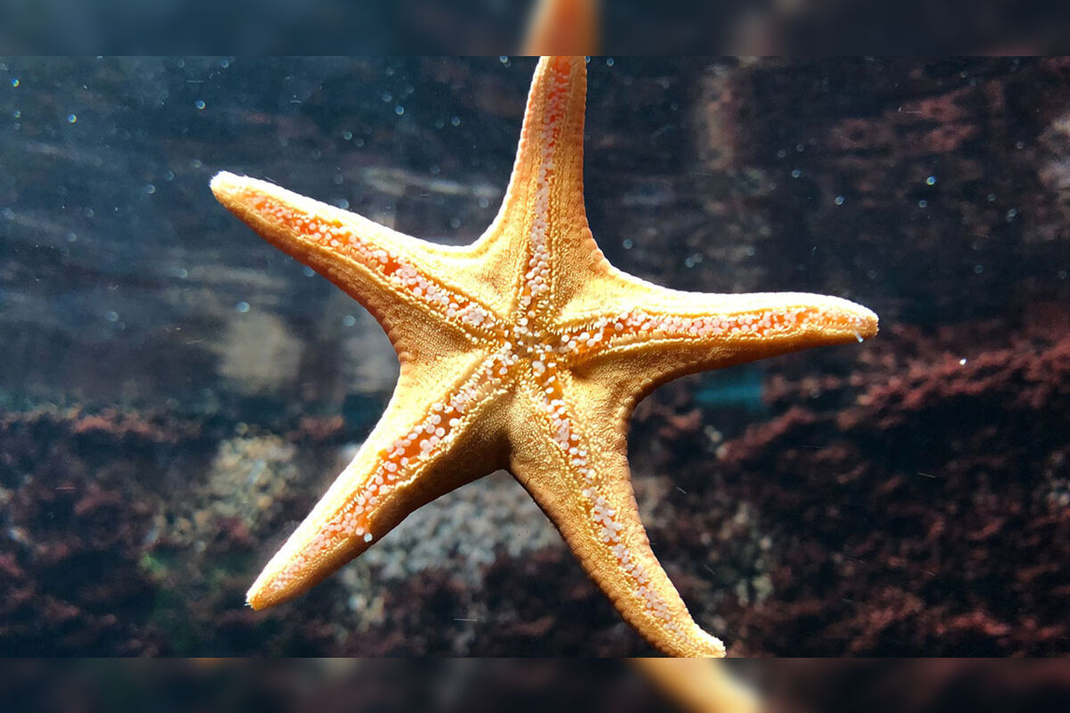 Onde fica a "cabeça" da estrela-do-mar? Cientistas já sabem