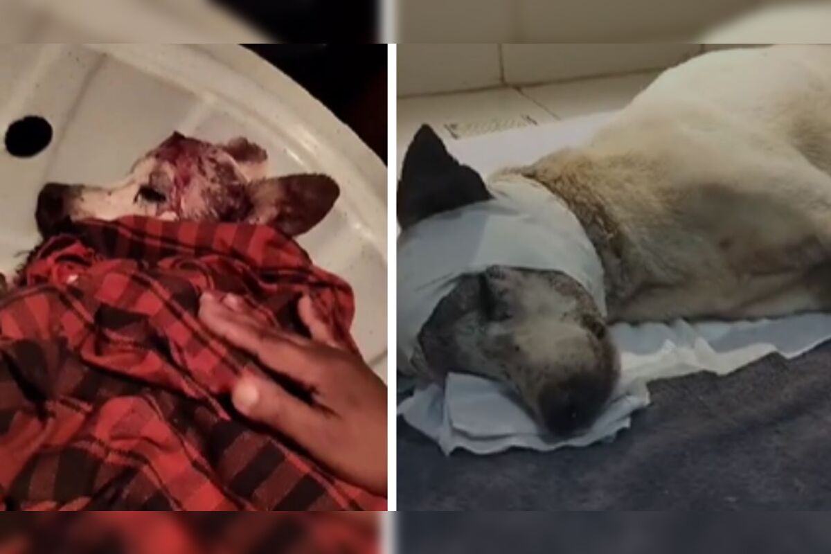 Vídeo: cachorro morre após ser espancado em Belém