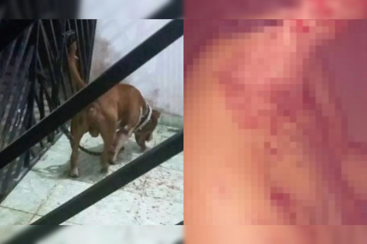 Pitbull ataca mãe e filho dentro de casa na Grande Belém