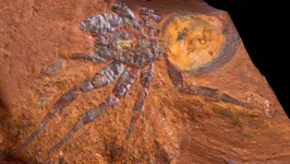 Fóssil de aranha encontrado na Austrália