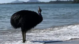 Ave casuar do sul foi vista em praia por moradores