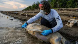 A mobilização envolve organizações parceiras, como o Mamirauá, com ações de monitoramento dos animais ainda vivos, busca e recolhimento de carcaças