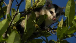 O gambá-de-orelha-branca (Didelphis albiventris) é uma espécie que atua na dispersão de sementes de plantas; além de frutas, esse mamíferos também podem se alimentar de serpentes peçonhentas