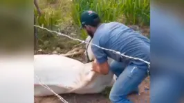 Moradores da região bem que tentaram ajudar o cavalo, mas sem sucesso