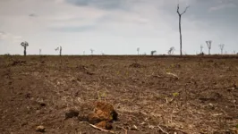 Somada, a área perdida nos dois biomas foi de 772,7 km², o que equivale a metade da cidade de São Paulo (1.521 km²).