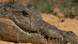 Crocodilo chorando as margens do rio Nilo