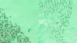 Drone flagra centenas de arraias fugindo de um tubarão solitário.