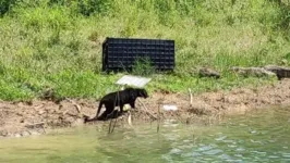 Pantera negra na Malásia