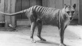 Um tigre-da-Tasmânia fotografado no zoológico de Hobart, na Austrália, em algum momento do passado.