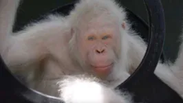 Acredita-se que o recém-descoberto seja o único orangotango albino conhecido no planeta.