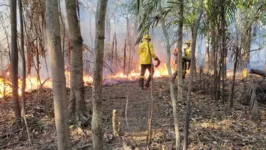 Atuação do Ibama e brigadistas no Amazonas