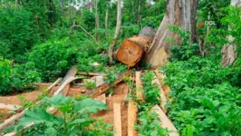 Policiais encontraram fortes indícios de crime ambiental com a derrubada de uma Castanheira, ameaçada de extinção
