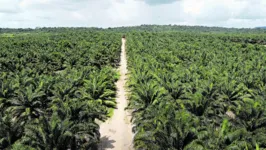 O Grupo BBF é a maior produtora de óleo de palma da América Latina