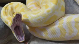 Cobra píton albina