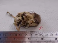 Rato mumificado encontrado  em vulcão nas Cordilheira dos Andes